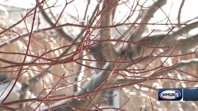 Grow it Green: Red osier dogwood - Vimarsana News
