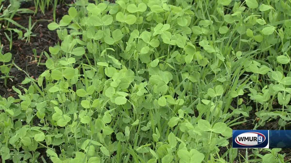 Grow it Green Cover crops