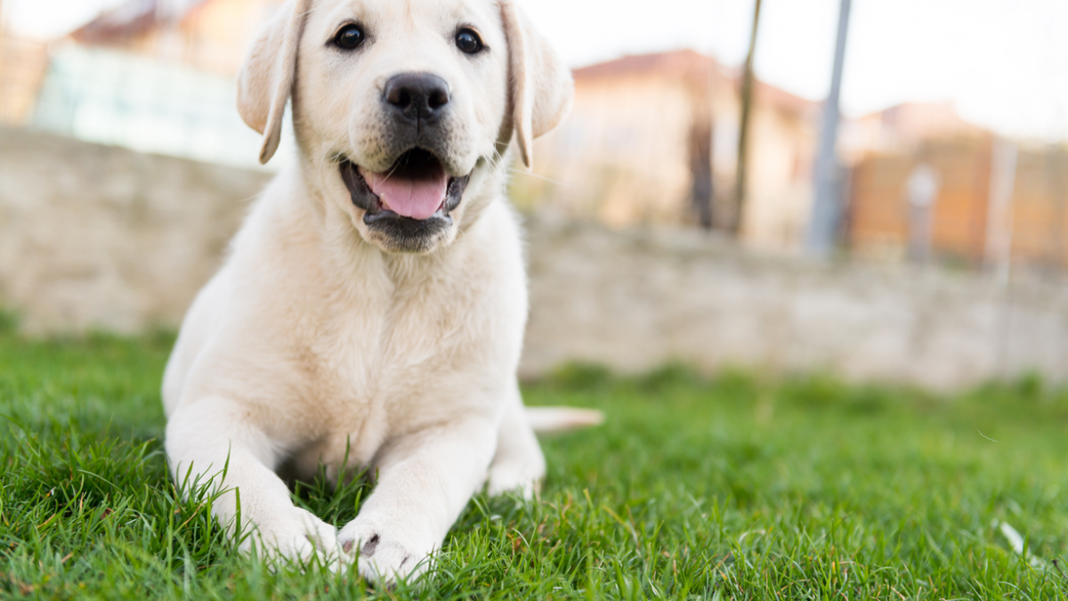 expansion bringing hundreds of jobs to Louisville