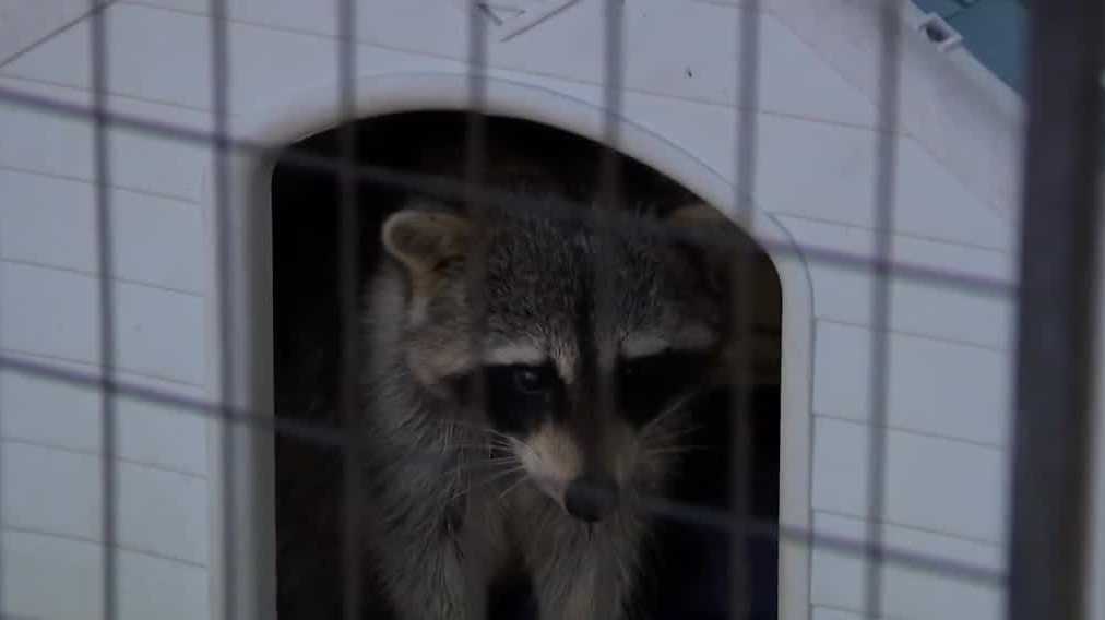 Wildlife rescue in Ormond Beach races to build new sanctuary after facing foreclosure