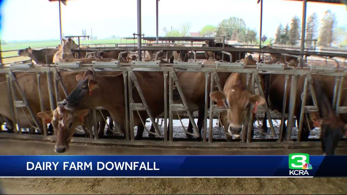 Dairy farmers expand to stay in business