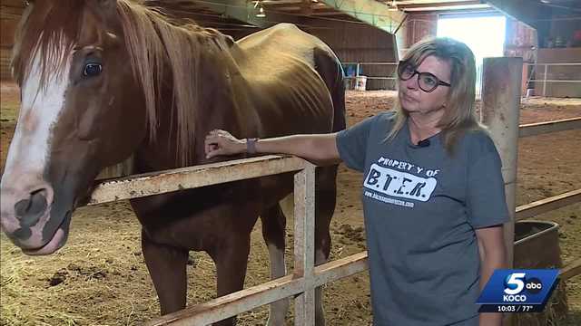 Six horses rescued in Oklahoma after drug bust involving cocaine