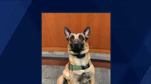 After loss of K-9 killed in line of duty, Shepherdsville PD receives large donation - Vimarsana News