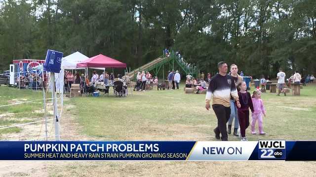 Pumpkin Patch Problems? - Vimarsana News