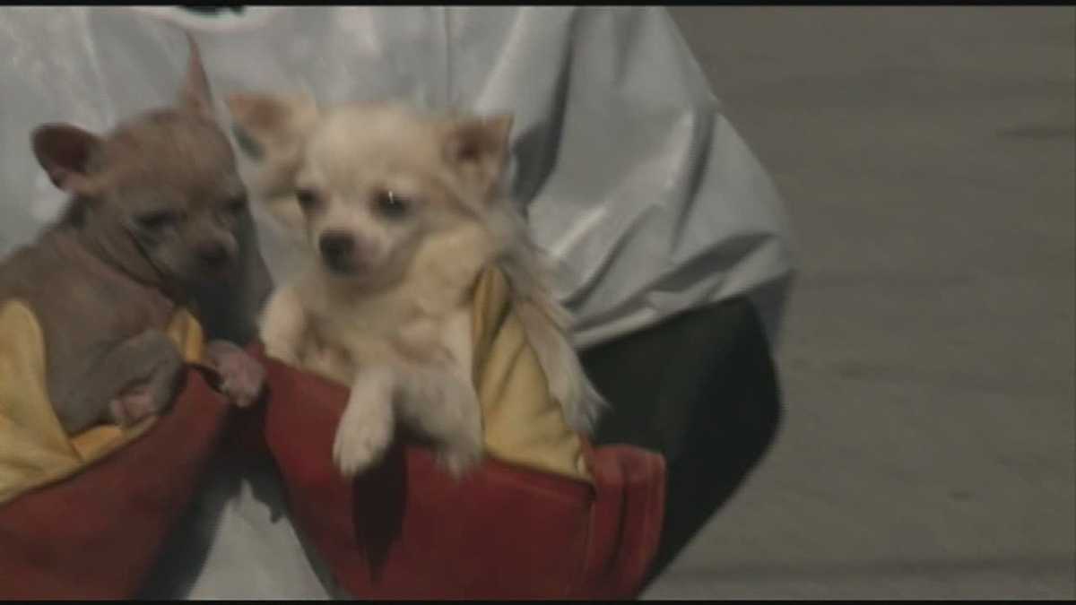 Dozens of dogs taken from Kentucky home receiving care at New Albany