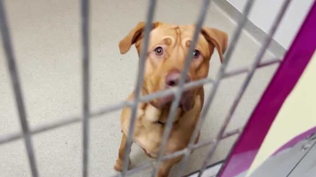 Papillion City Council introduces possible changes to dangerous dog policy