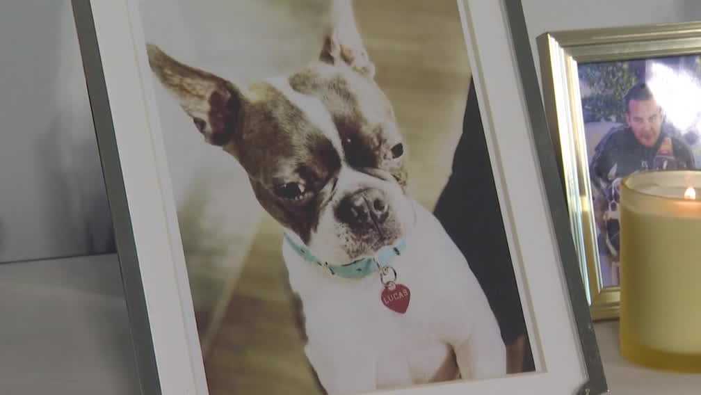 ‘Like he never left me’: Florida man pays $50K to clone his Boston Terrier