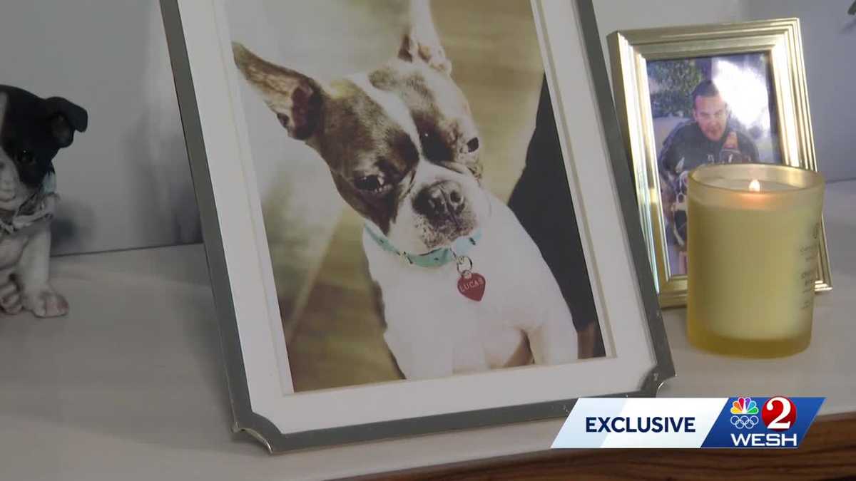 Florida man pays $50K to clone his Boston Terrier