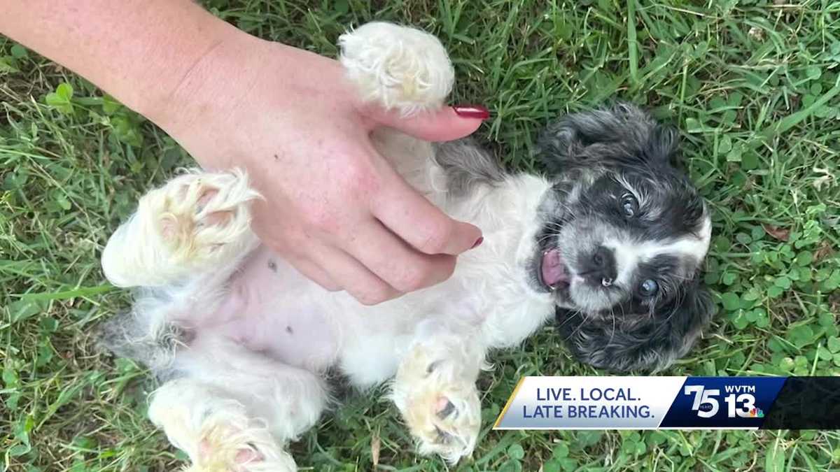 Hoover dog trainer charged with animal cruelty after dog death