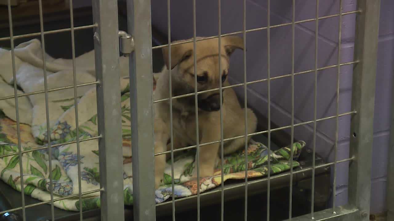 papillion animal shelter