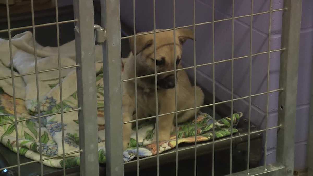 Canine concerto: Cellist performs for shelter dogs - KETV