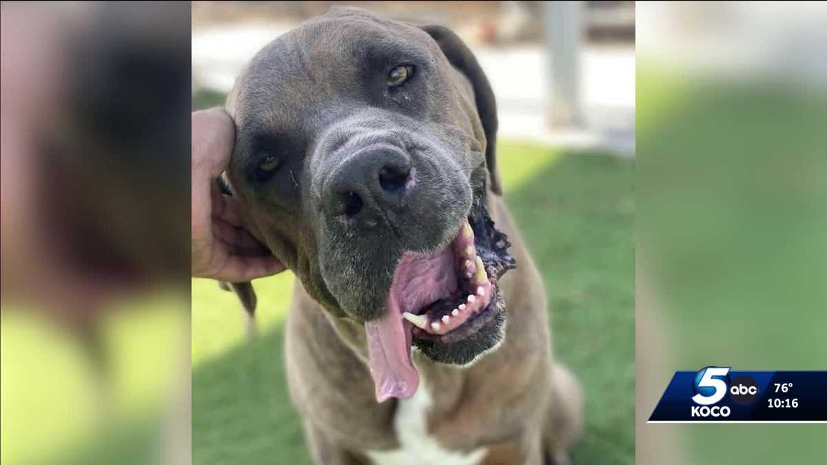 Rescuer relieved to find dog alive after Oklahoma man transporting him was charged with animal abuse