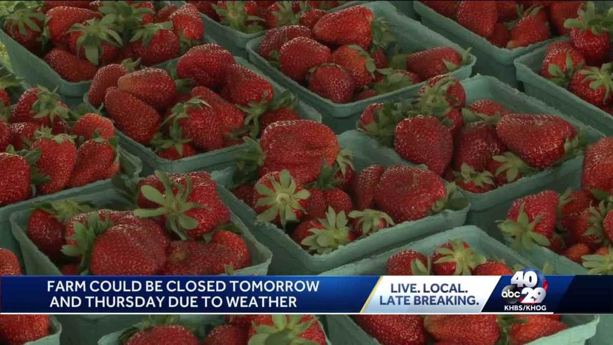 You can pick strawberries at a Fayetteville Farm this weekend