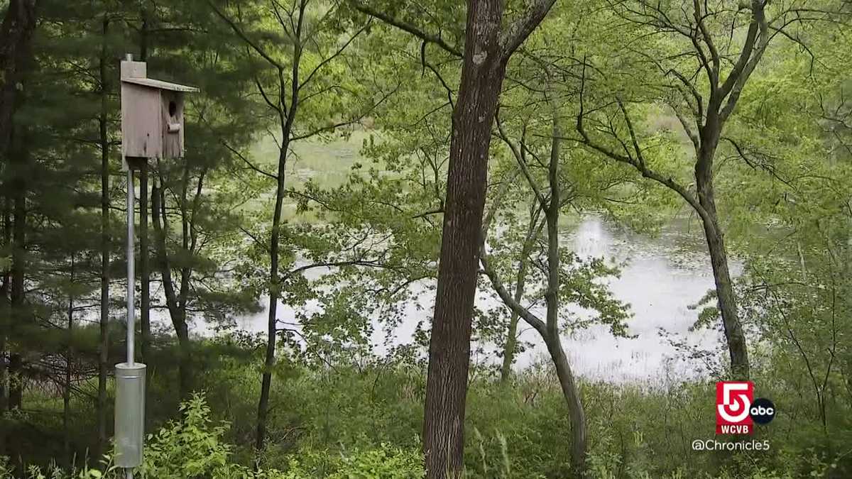 Tucked away in the trees: A former Boston Celtic’s dream home