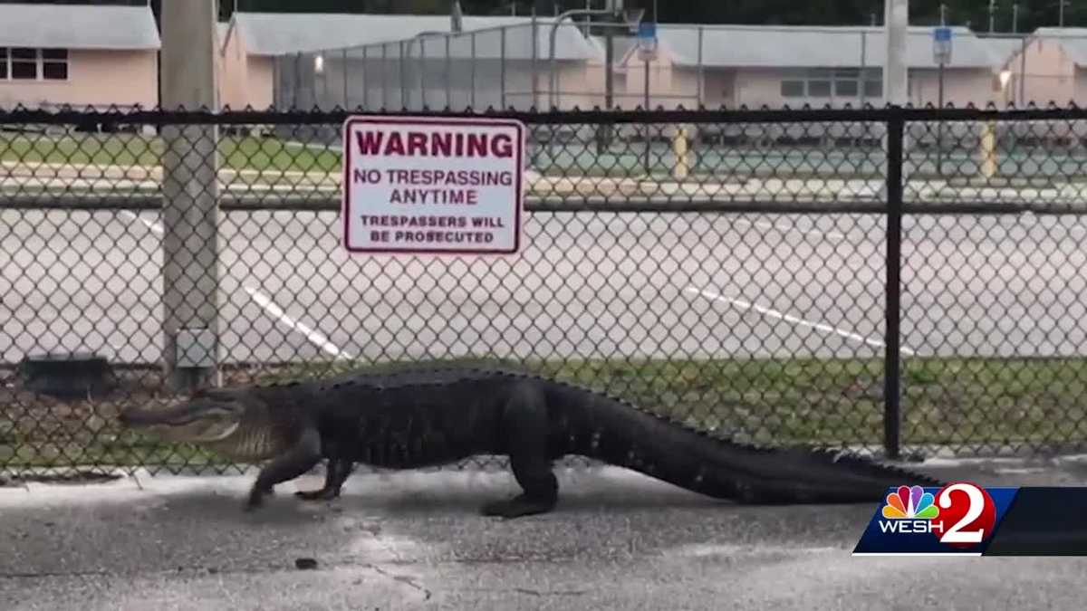 Explore Florida's Glades County: Gators to the left, crocodiles to the  right – Orlando Sentinel