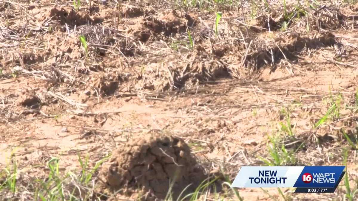 International Paper announces $225 million facility in Rankin County