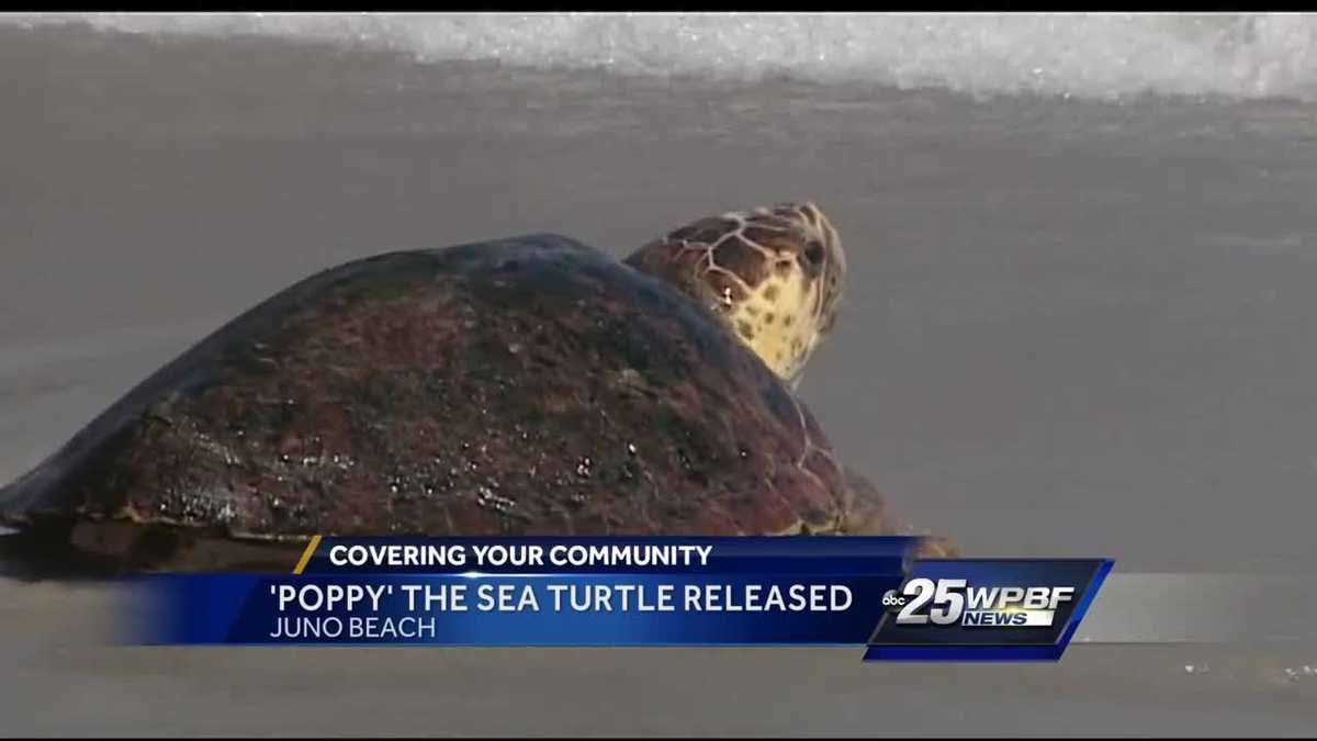 'Poppy' the sea turtle released into ocean