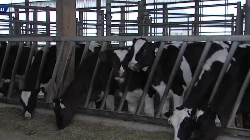 Bird flu found in another herd of Iowa dairy cows