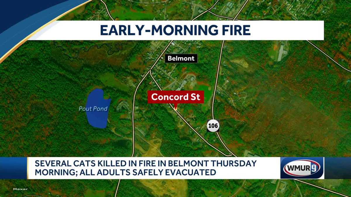 Belmont house fire leaves several cats dead