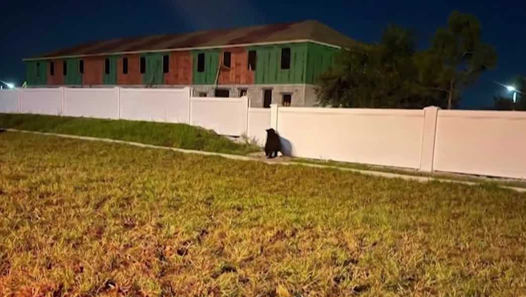 FWC warns Lee and Collier residents as bear mating season drives more neighborhood sightings