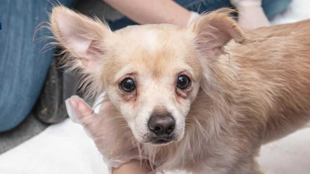 ARL of Iowa rescues 33 animals from Des Moines home unfit for living