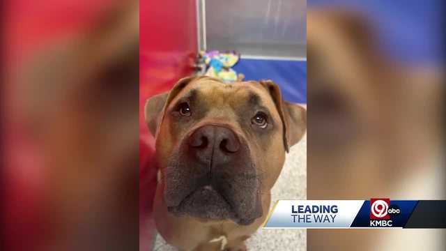 Kansas City Pet Project says its capacity problem is critical - Vimarsana News