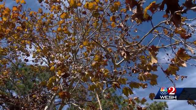 Forest Service warns Central Florida's post-freeze danger includes risk of wildfires - Vimarsana News