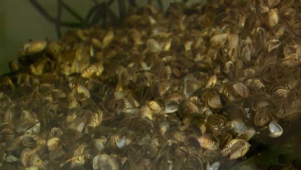 Invasive golden mussels found in West Sacramento port