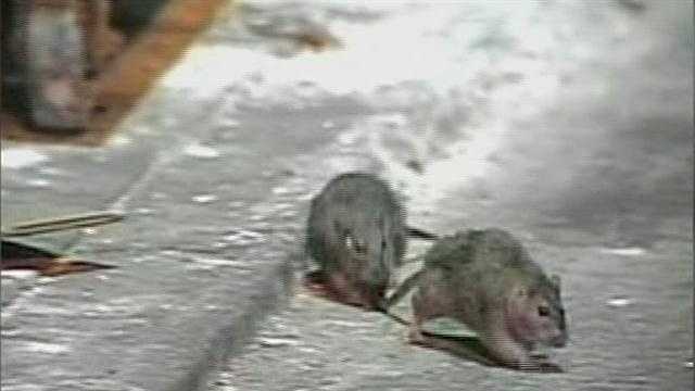 Rats: A growing problem in Revere