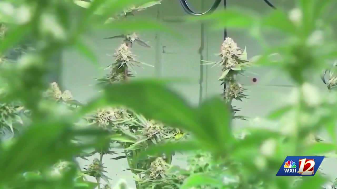 wxii12.com - North Carolina advisory group recommends legalizing marijuana
