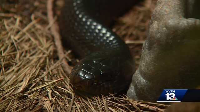 Rare snake native to Alabama may be making a comeback - Vimarsana News