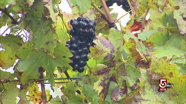 Travel to New Jersey's North Fork for a wine lovers getaway - Vimarsana News