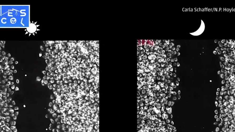 Wounds heal faster during the day