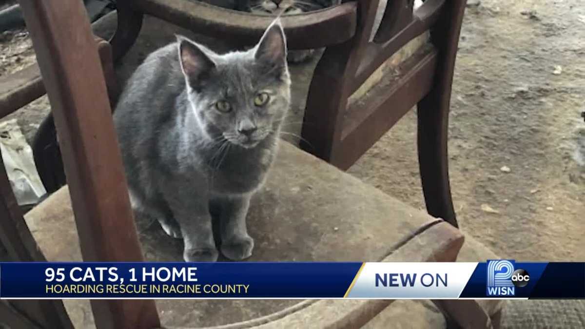 Wisconsin Humane Society removes 150 cats from house