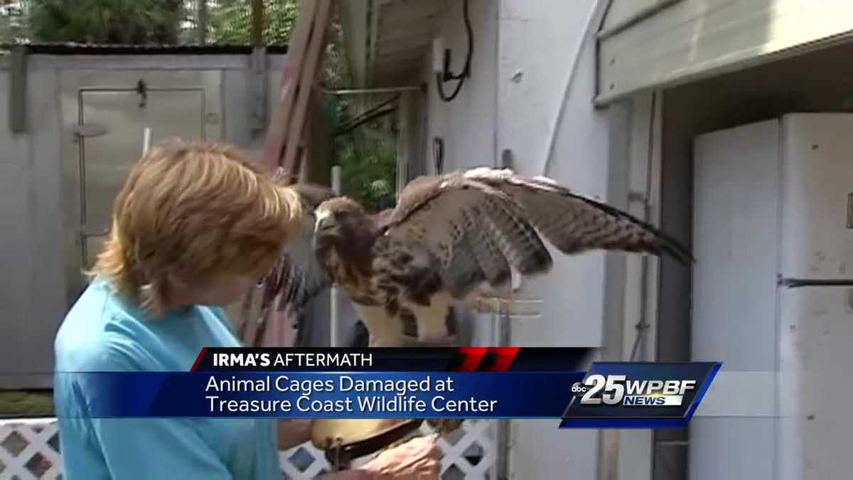 animal cages damaged at treasure coast wildlife center treasure coast wildlife center