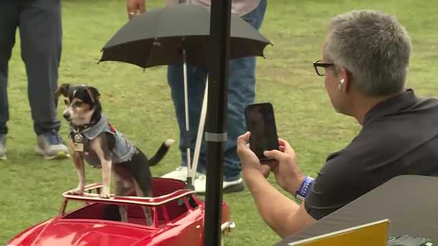 Watch this driving dog steal the show at a car event - Vimarsana News