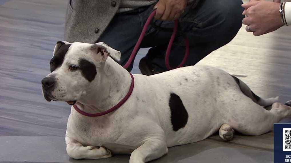 Chaica at Orange County Animal Services needs a forever home