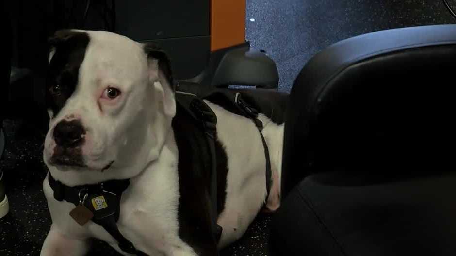 Three-legged dog brings comfort to physical therapy patients