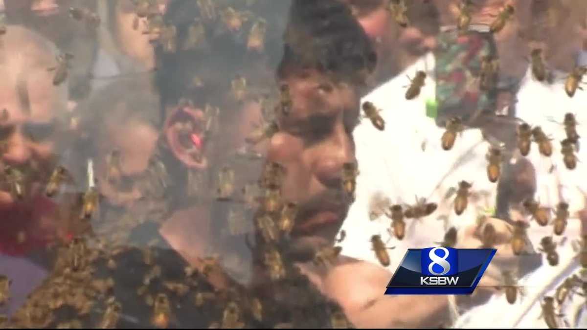animal-stories-with-dan-green-meet-bee-man