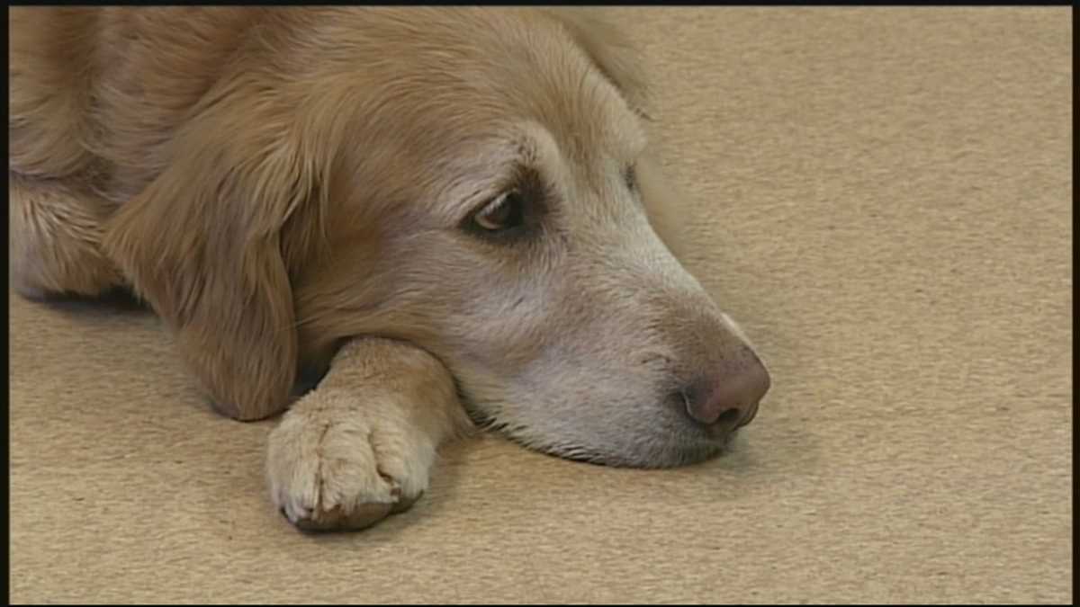 Tough winter stalling adoptions at animal shelter in Lancaster County
