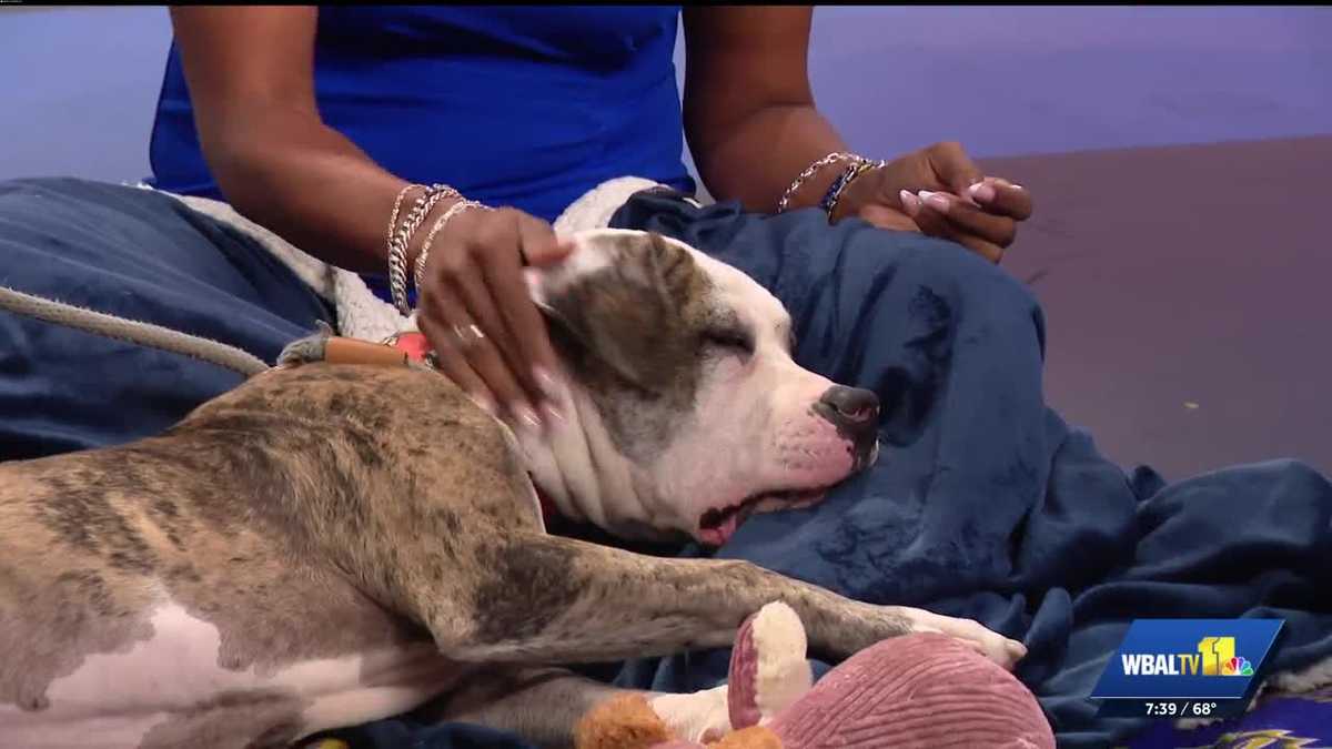 Harford Humane Society: Scooter is ready for adoption!