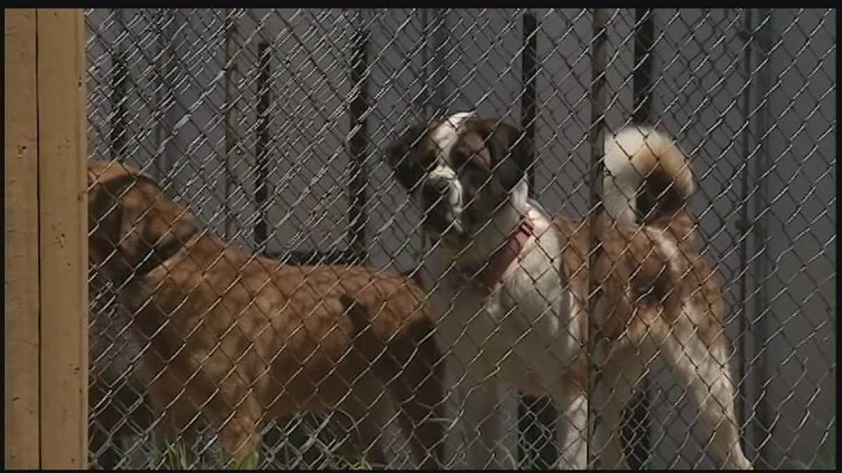 Family claims dog missing from Westmoreland County boarding kennel