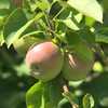 Hannaford partners with Wolfe's Neck to invest in local farms