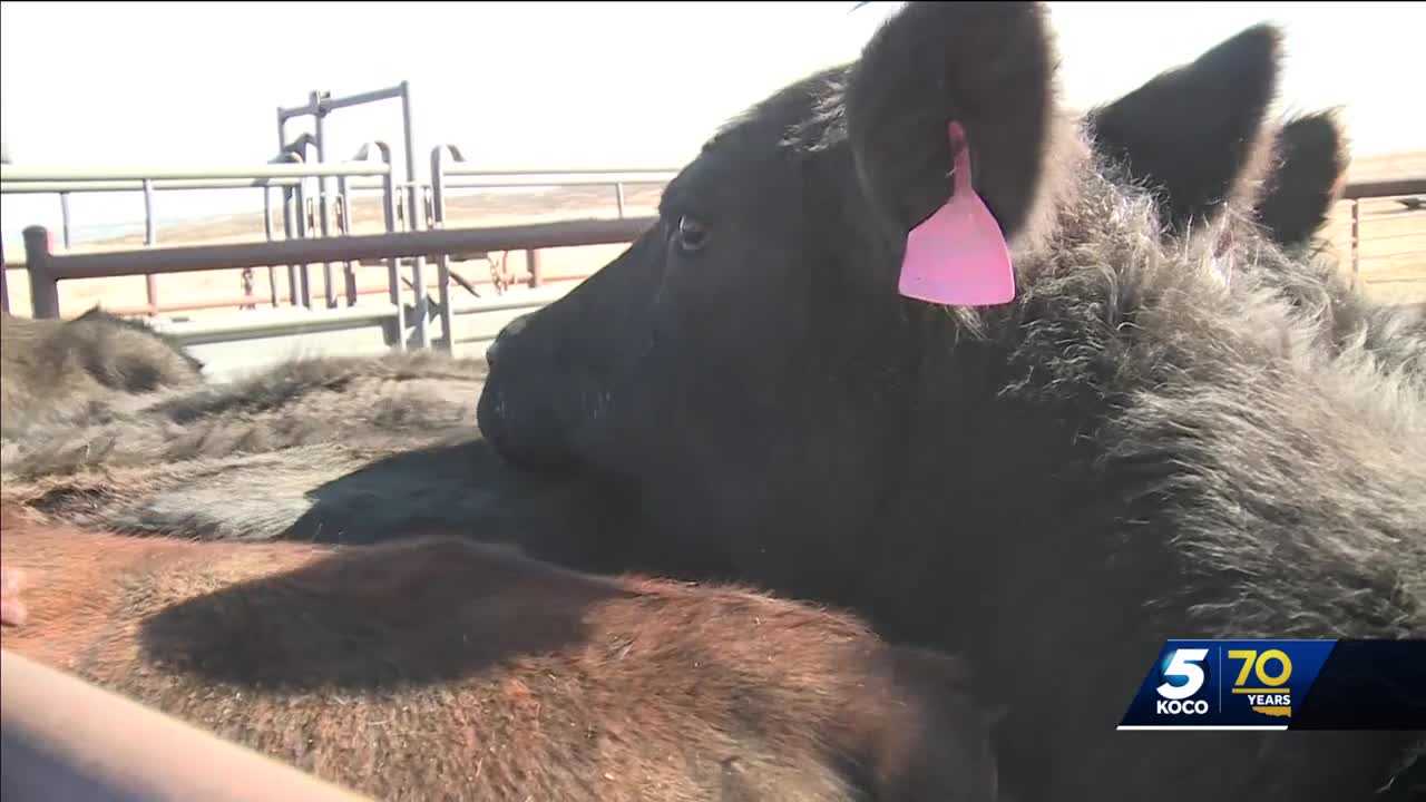 Oklahoma wildfires taking large toll on ranchers' livelihoods - Vimarsana News