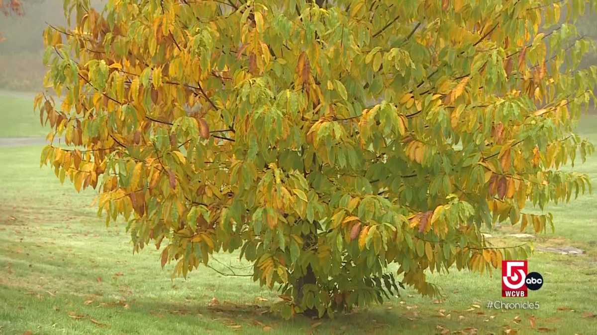 Learn about Q’s Nuts in Somerville and the history of the American