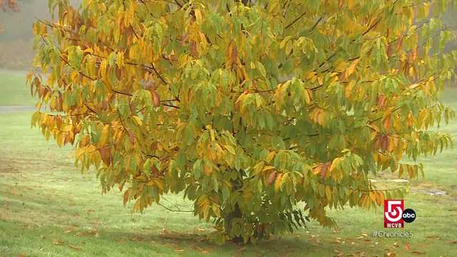 Learn about Q's Nuts in Somerville and the history of the American chestnut trees - Vimarsana News
