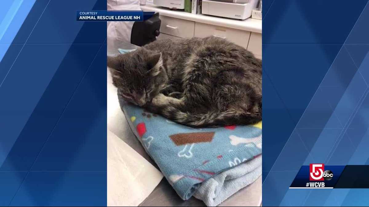 Cat left in front of animal shelter dies of rabies