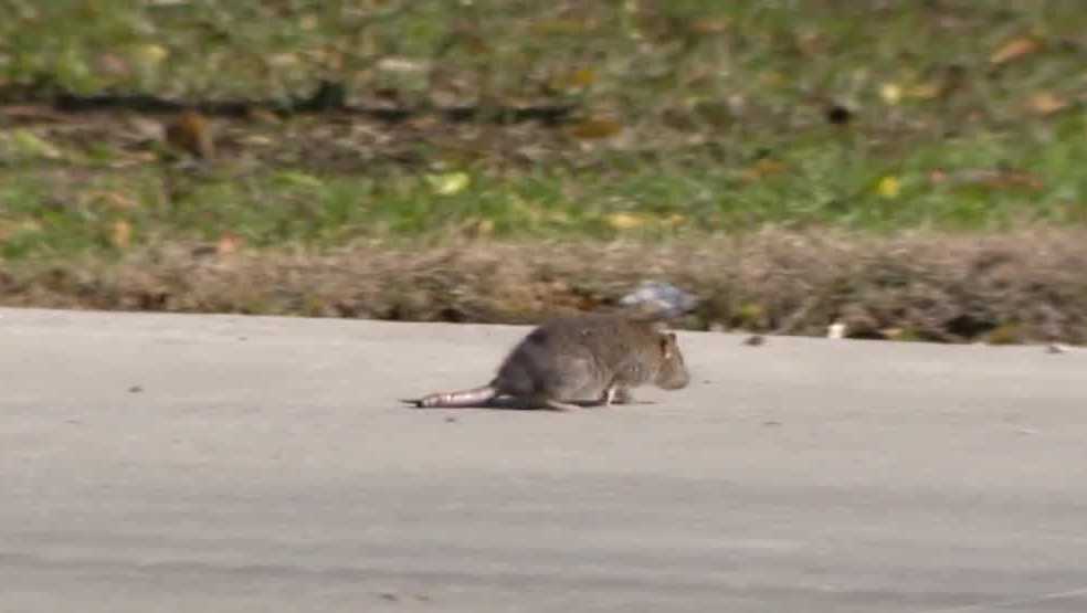 County, city leaders give update on South Omaha rat infestation - KETV