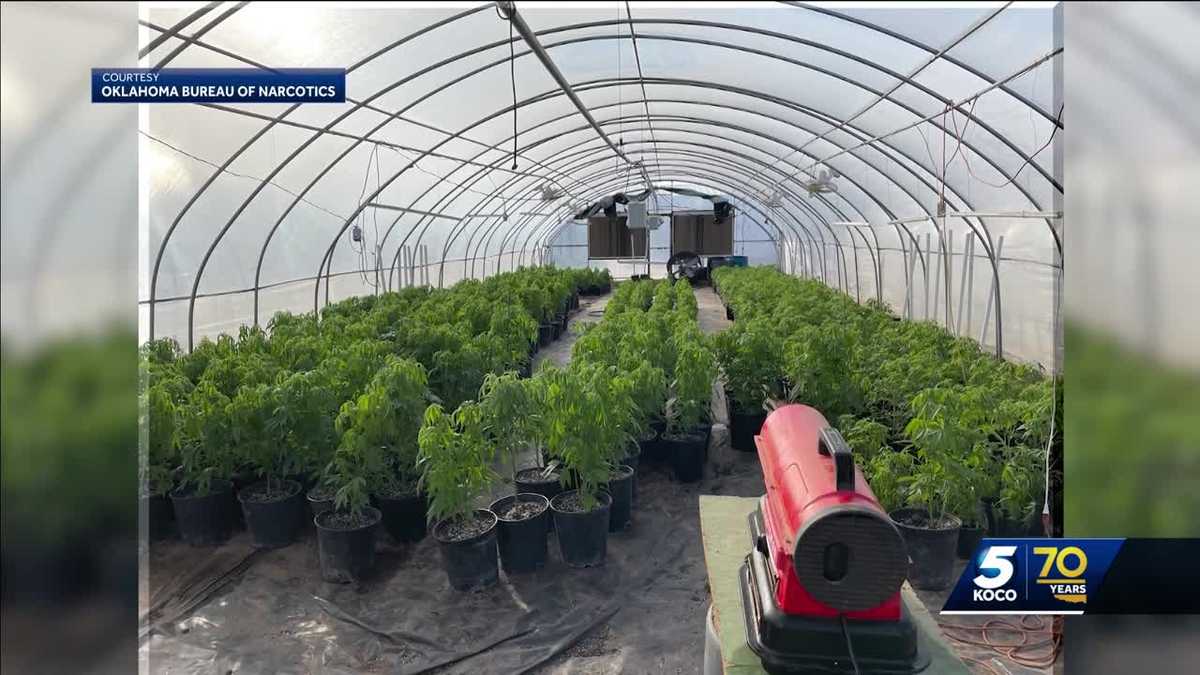 OBN battles foreign groups growing illegal marijuana in the state.