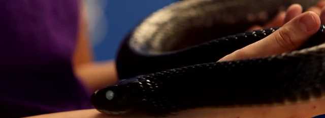The Science of It: Eastern Indigo Snakes - Vimarsana News